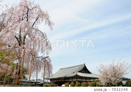 東寺と桜 東寺と桜 7032249