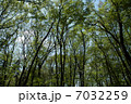 雑木林 7032259
