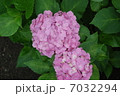 紫陽花 7032294