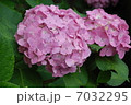 紫陽花 7032295