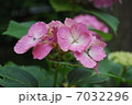 紫陽花 7032296