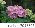 紫陽花 7032297