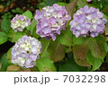 紫陽花 7032298