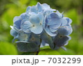 紫陽花 7032299