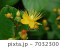 黄色い花 7032300