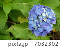 紫陽花 7032302