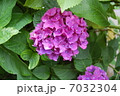 紫陽花 7032304