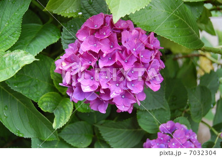 紫陽花 7032304