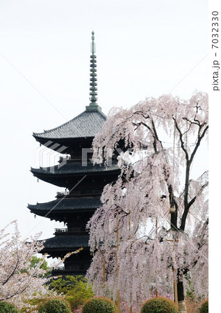 東寺五重塔と桜 東寺五重塔と桜 7032330