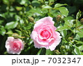 薔薇　 7032347