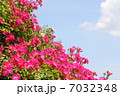 薔薇　 7032348
