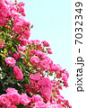 薔薇　 7032349