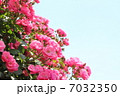 薔薇　 7032350