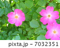 薔薇　 7032351