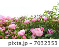 薔薇　 7032353