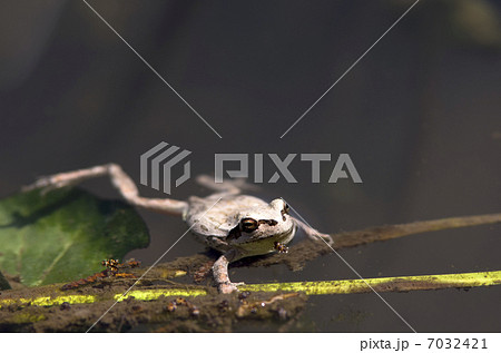 春のニホンアマガエル 7032421