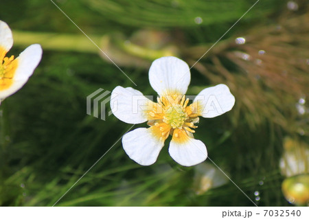 バイカモの花 7032540