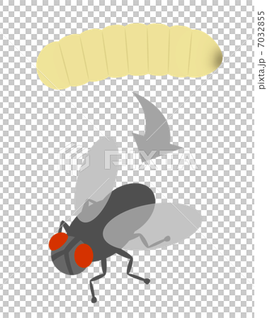 ハエの成長過程 7032855