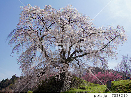 又兵衛桜 7033219