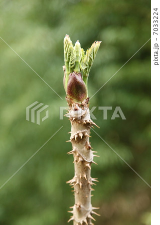 タラの芽 7033224