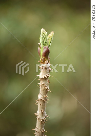 タラの芽 7033225