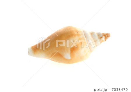 sea shell close up isolated on white 7033479
