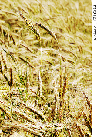 the rye field the rye field 7033512
