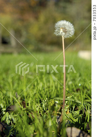 dandelion 7033553