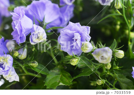 campanula bellflowers 7033559
