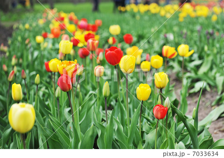 red and yellow tulips 7033634