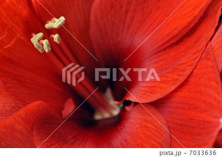 amaryllis flower 7033636