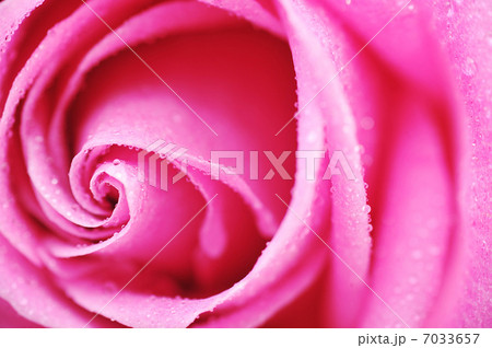 pink rose pink rose 7033657