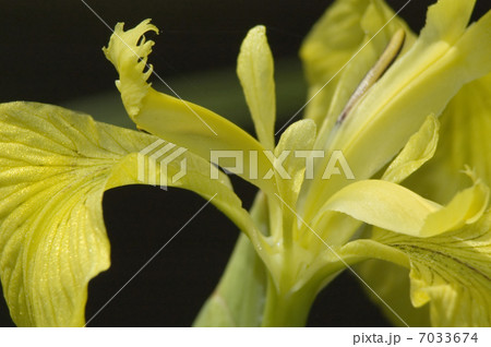 yellow flower yellow flower 7033674