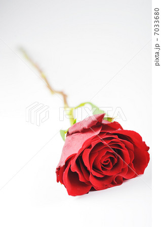 red rose red rose 7033680