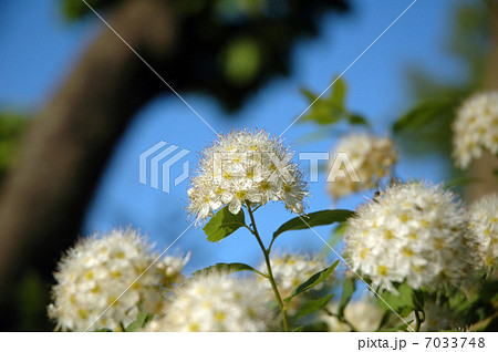 white flower on sky background white flower on sky background 7033748