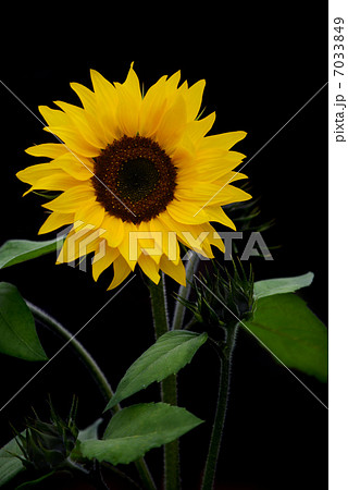beautiful sunflowers 7033849