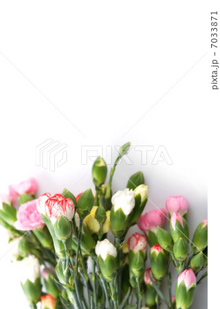 flowers carnation flowers carnation 7033871