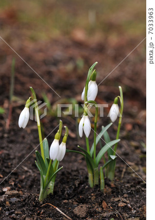 snowdrop flowers snowdrop flowers 7033963