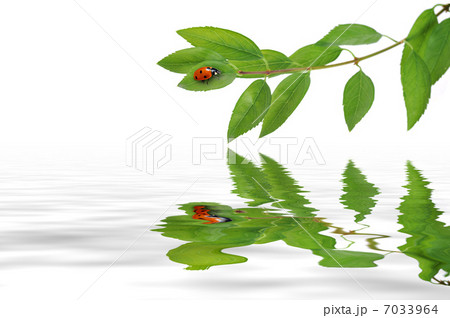 green leaves on the twig 7033964