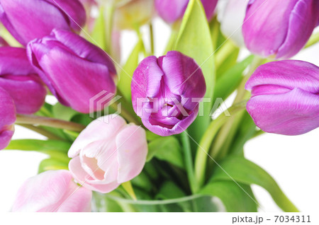 tulips 7034311