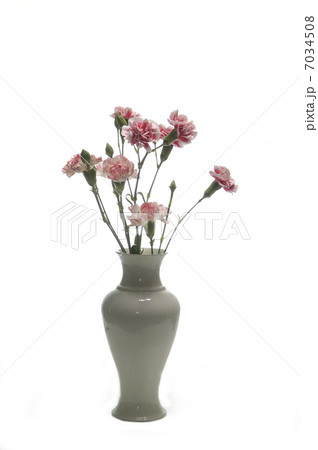 tribute of carnations 7034508