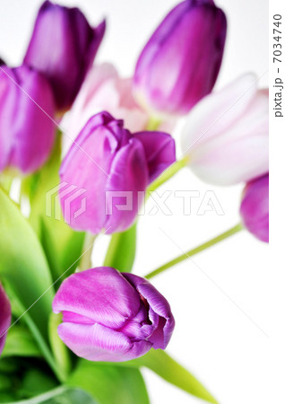 tulips tulips 7034740