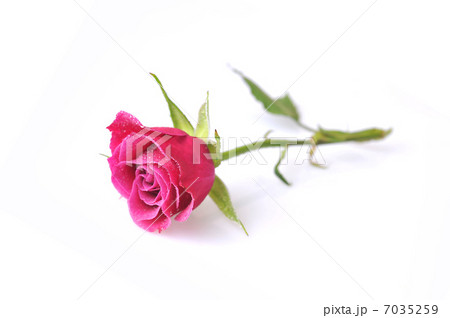 pink rose close up 7035259