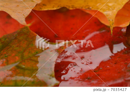 wet leaves of maple 7035427