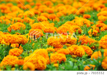 orange marigolds 7035552