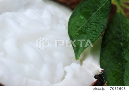 coconut and leaves coconut and leaves 7035603