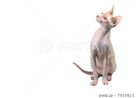 Egyptian bald cat 7035621