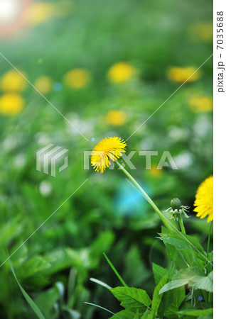 Dandelions blooming 7035688