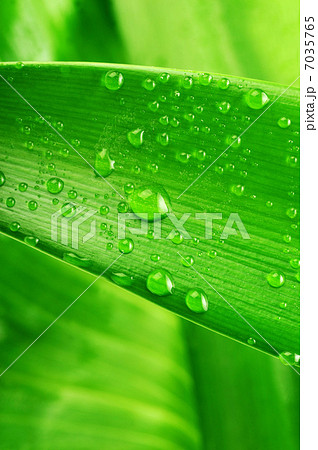 green leaf and water drop 7035765