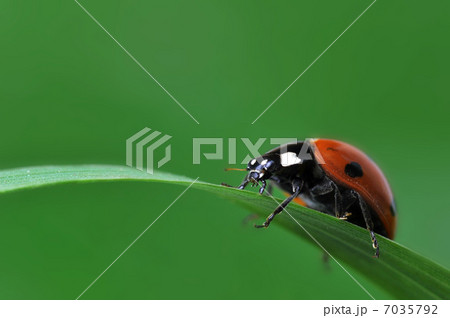 Ladybug on grass 7035792